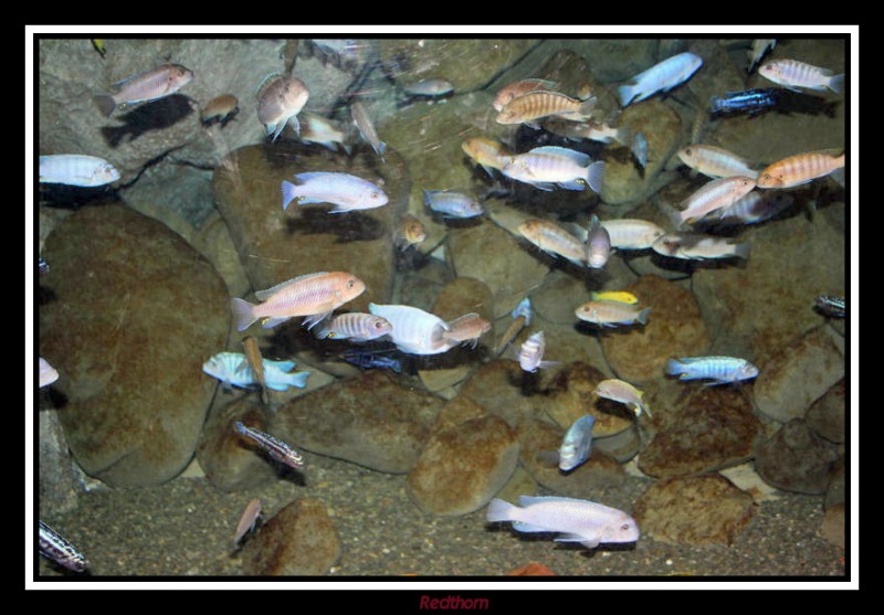 Oceanario Nacional de Nueva Zelanda