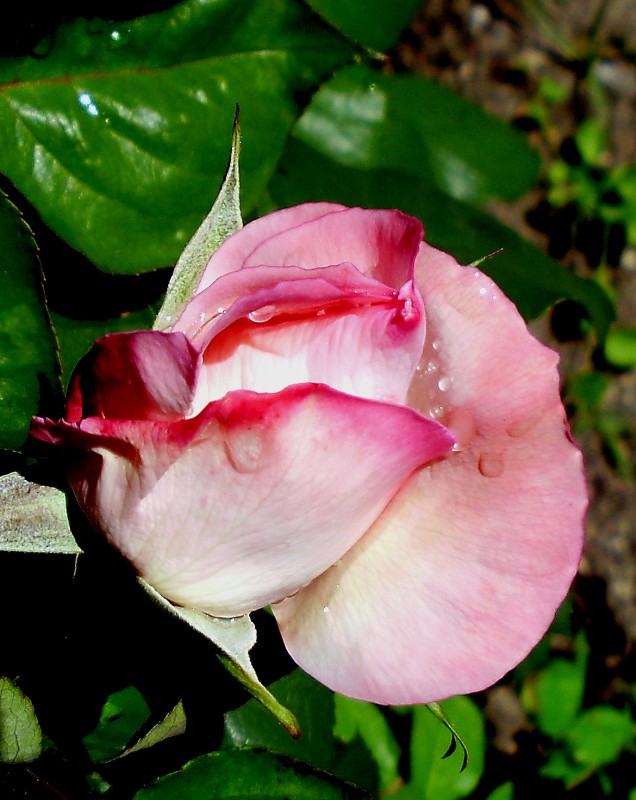 Flor de Jardin 61