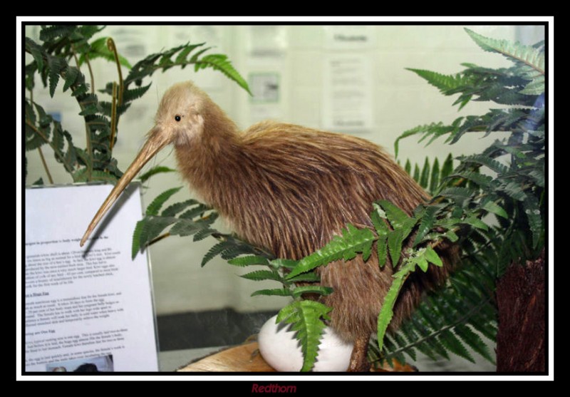 Kiwi, el ave emblemtica de Nueva Zelanda