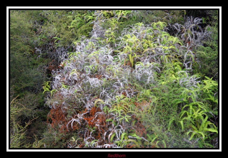 Efectos de las fumarolas sobre las plantas