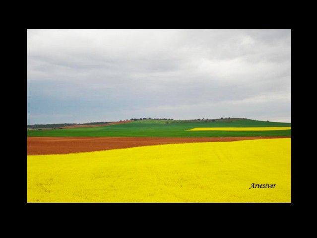 Campos de castilla en flor