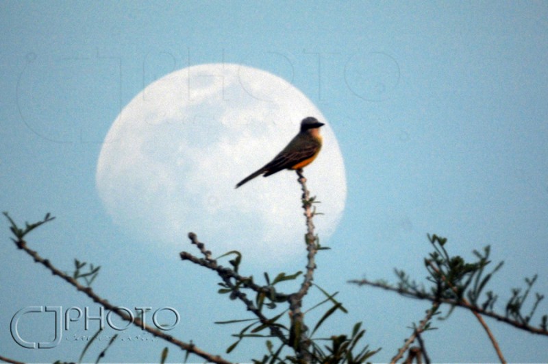 Tarde de Luna