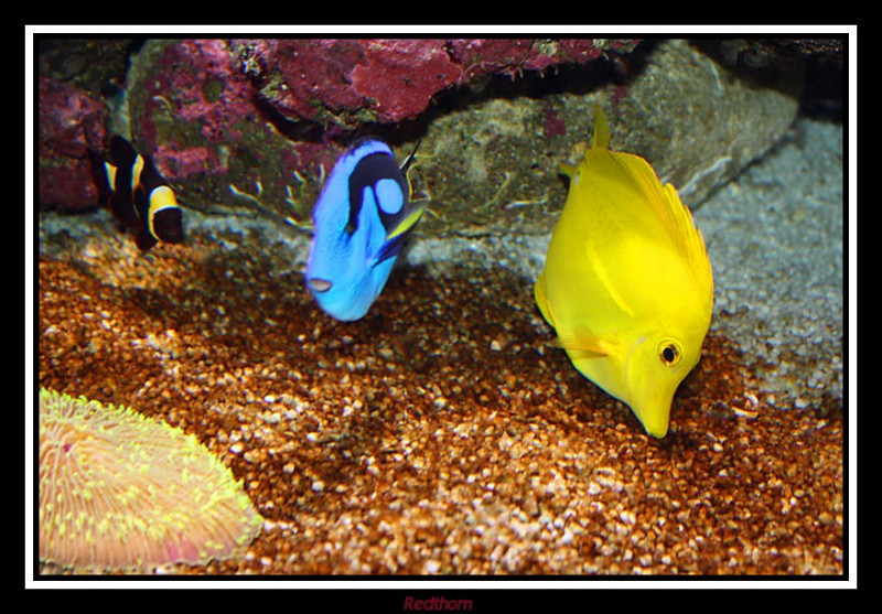 Peces tropicales