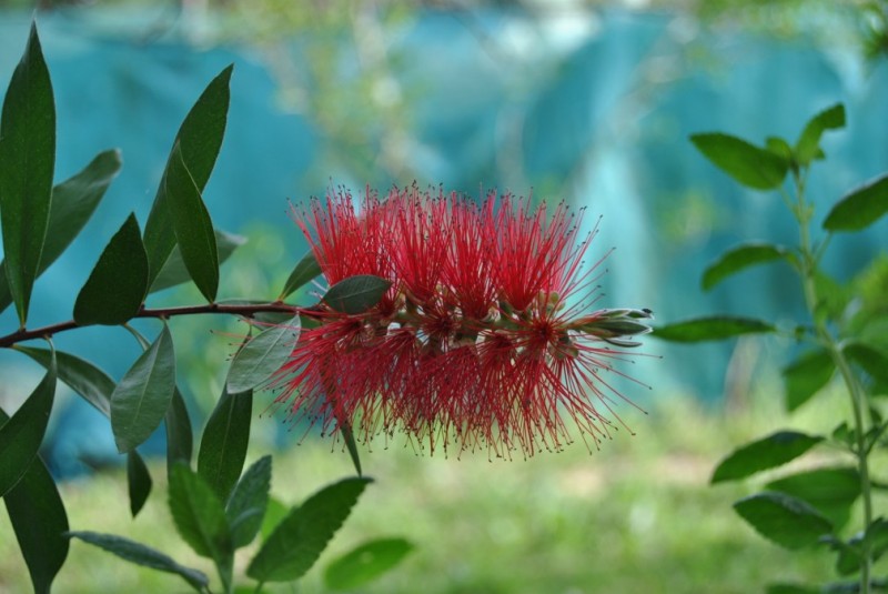 Plumero rojo