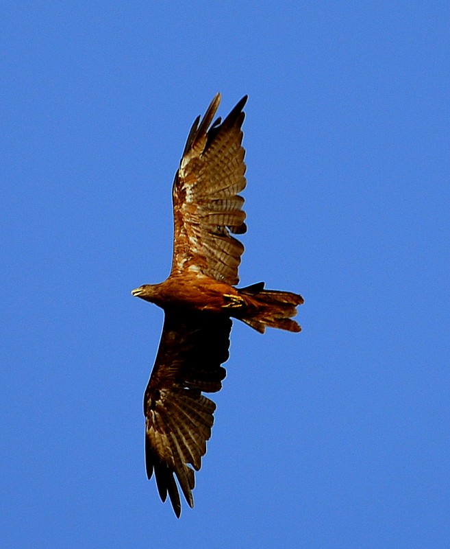 vigilante en el cielo