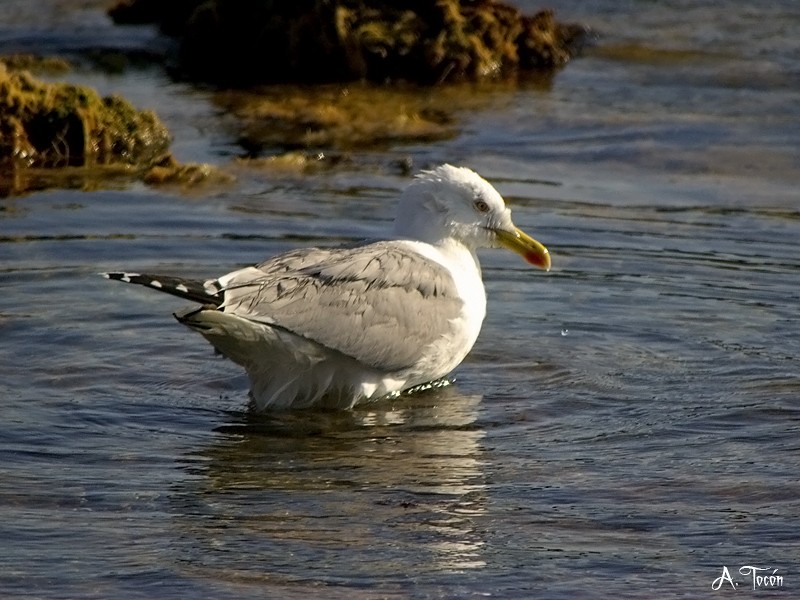 Gaviota157