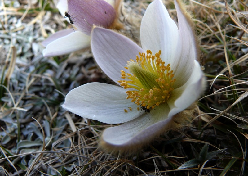 flora entre nieve