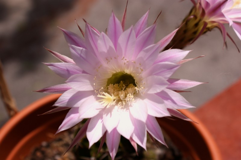 flor de cactus