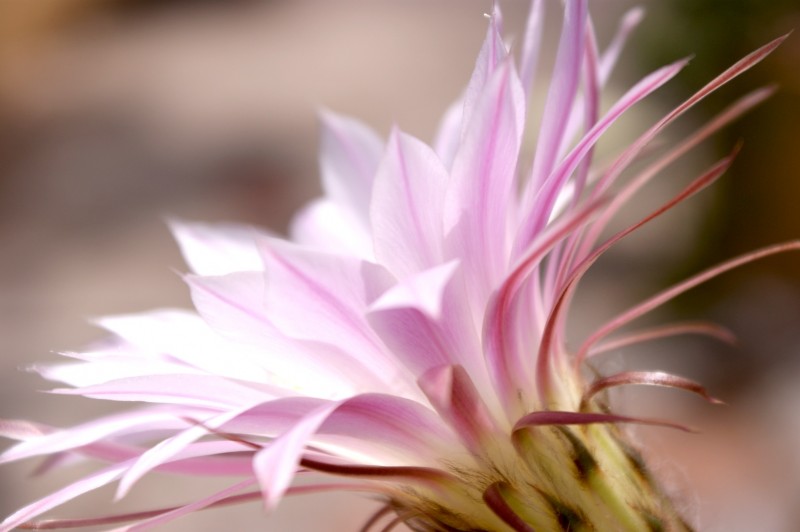flor de cactus 1
