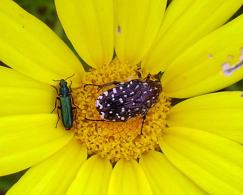 Flor y bicho 12