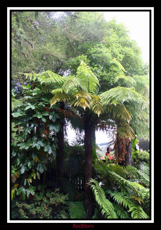 Rincn del parque de Rotorua
