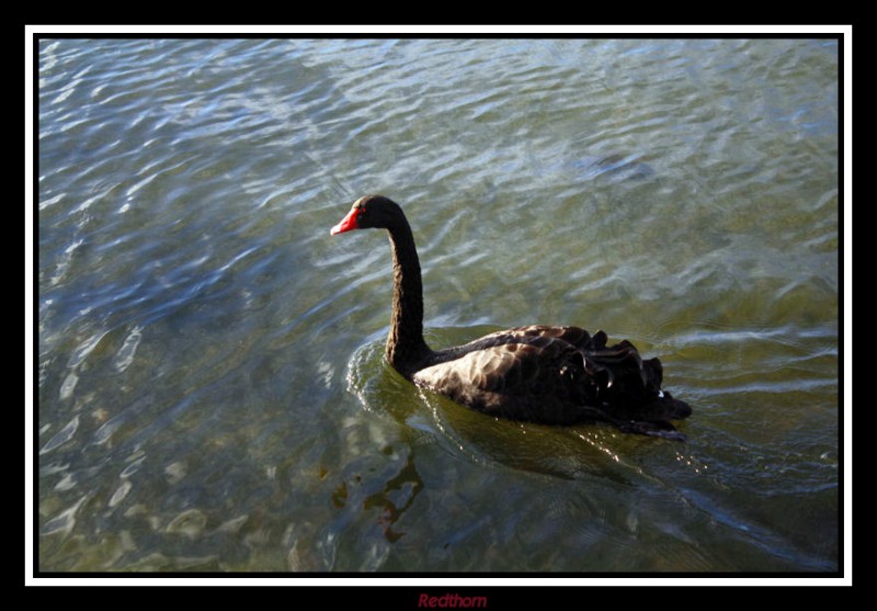 Un cisne negro en el lago