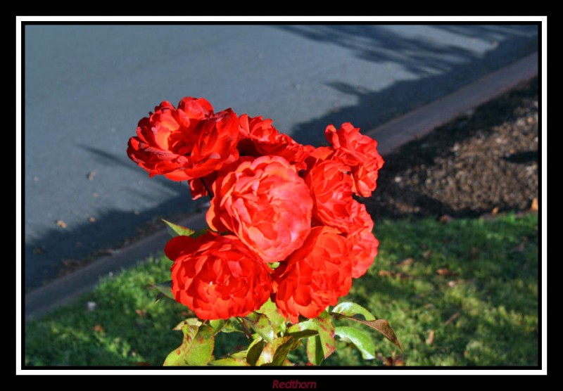 Una atrayente flor al borde del camino