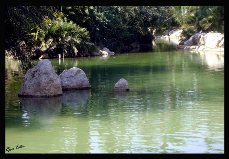 Reflejos en palmeral