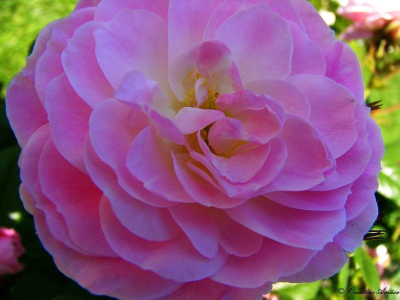Apertura rosacea