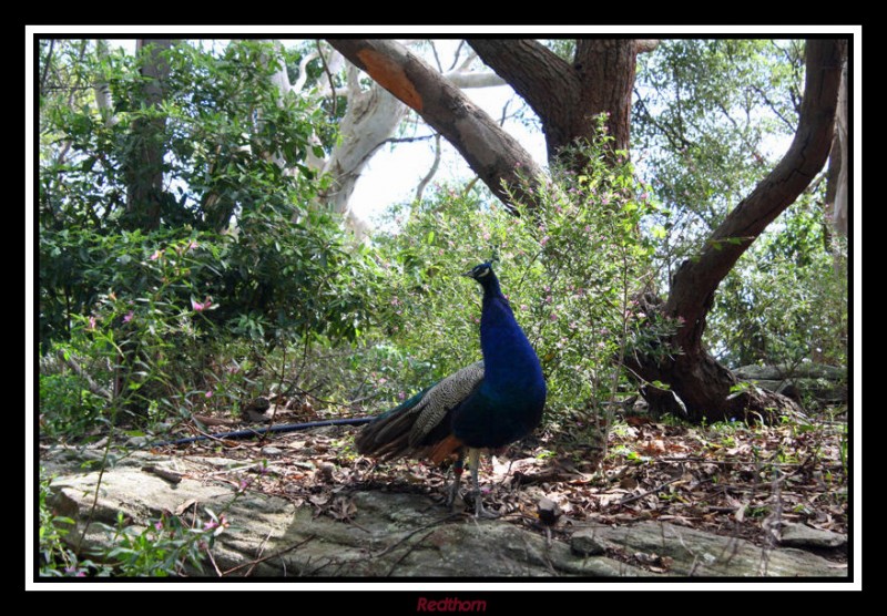 Un pavo real entre la espesura