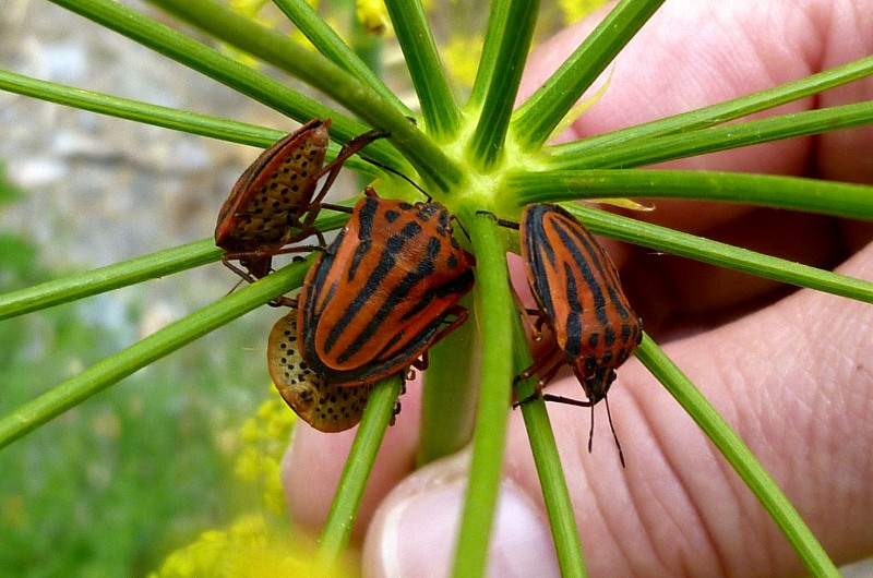 Bichos