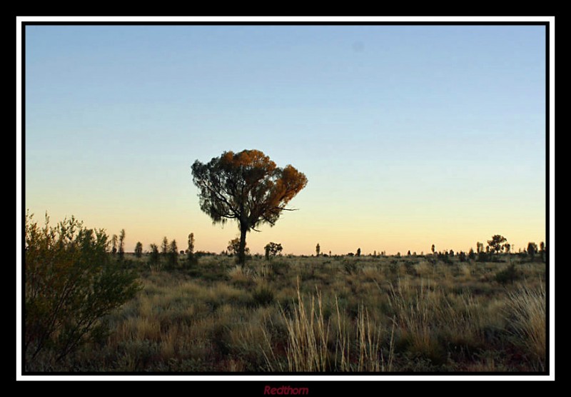 La vegetacin alrededor de Uluru