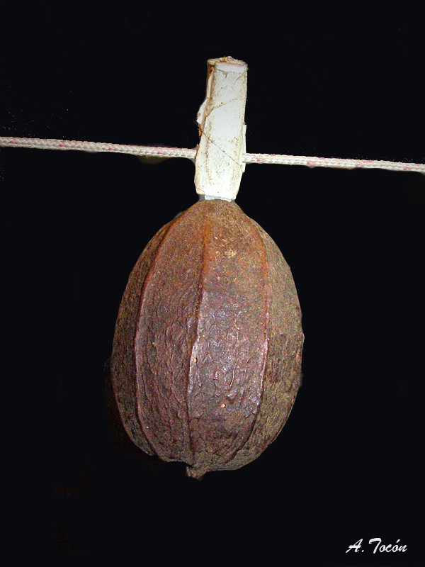 Cacao1