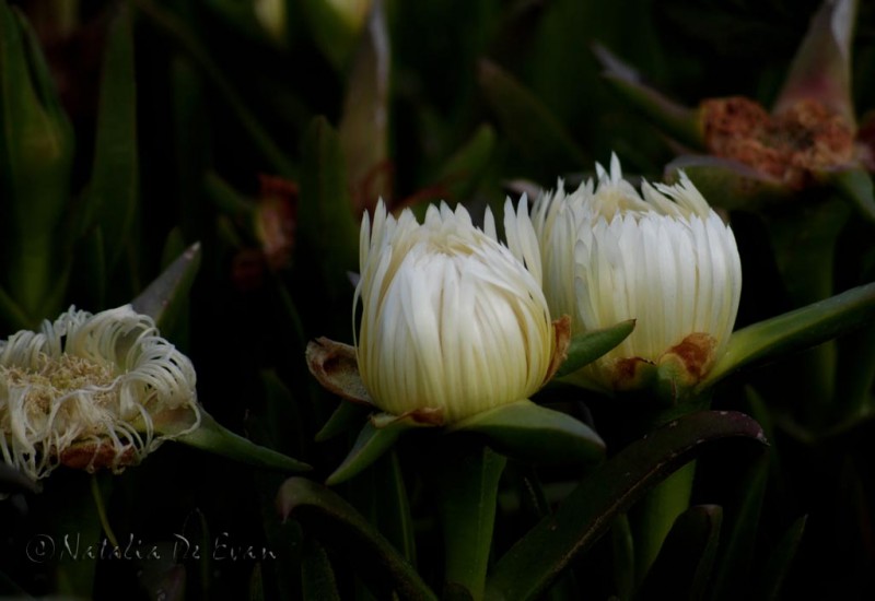 Flores en las dunas de Samil