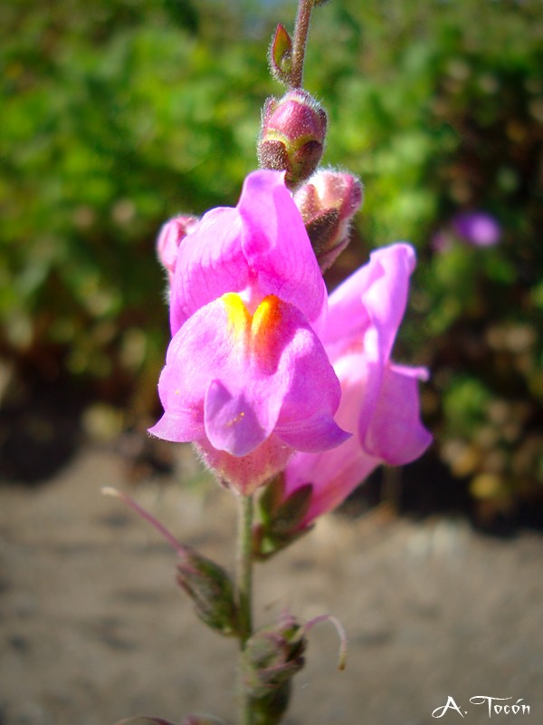 Flor163