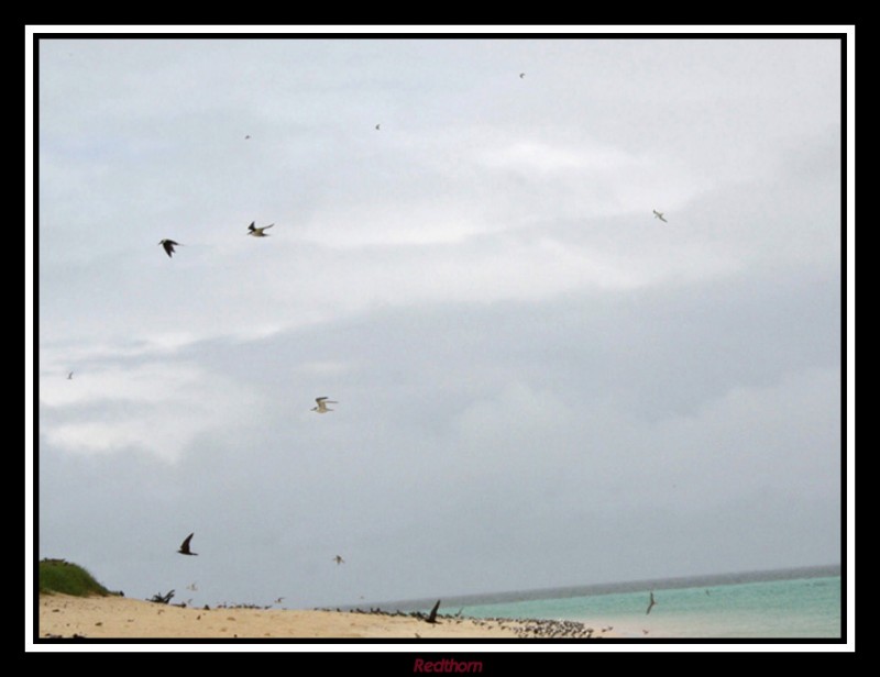 Colonia de aves protegidas en el banco de arena