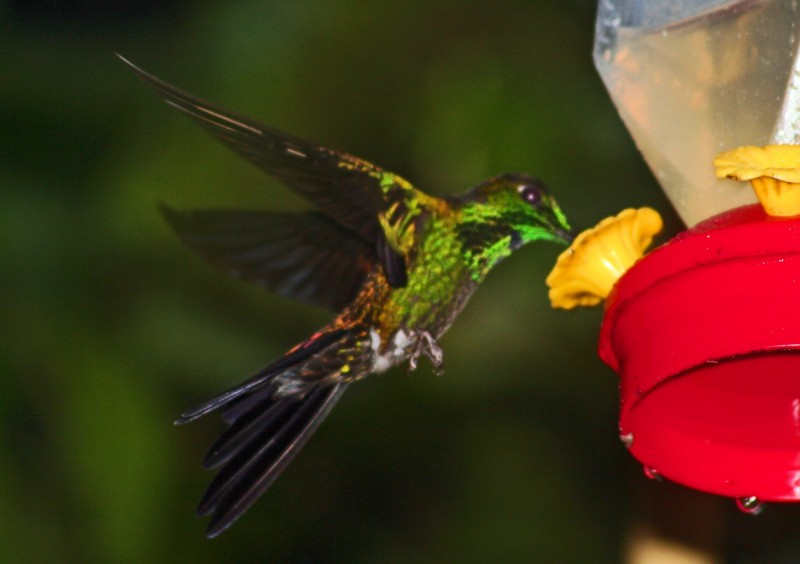 Colibri