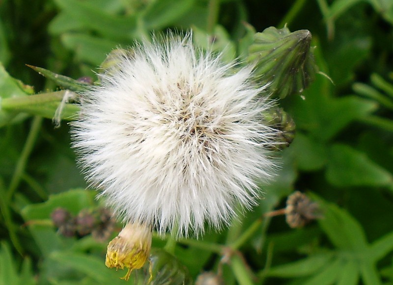 Flor de pradera 04