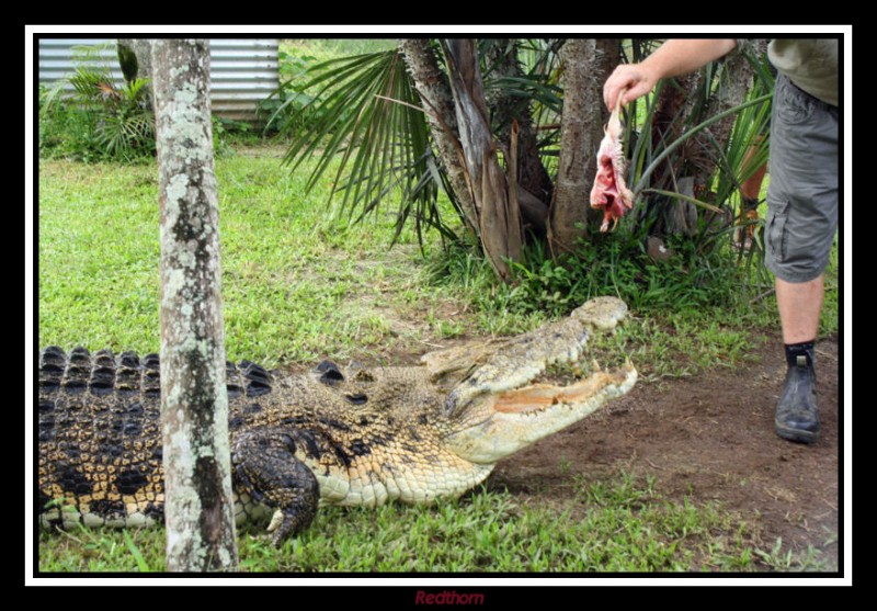 Secuencia cocodriliana 2