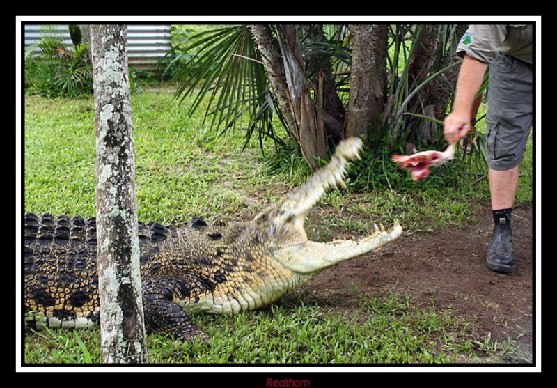 Secuencia cocodriliana 3