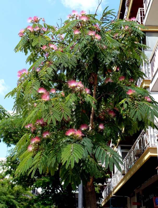 Flor se arbol 08