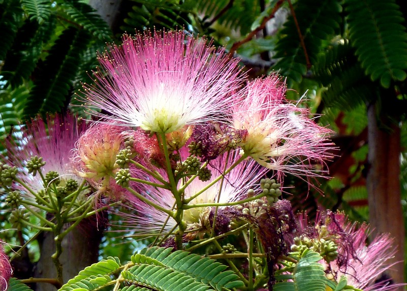 Flor de arbol 10