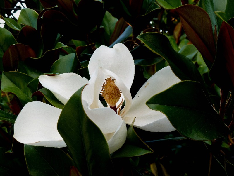 Magnolia 03