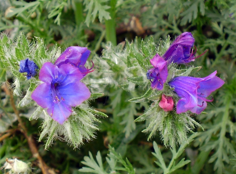 Flor de pradera 14