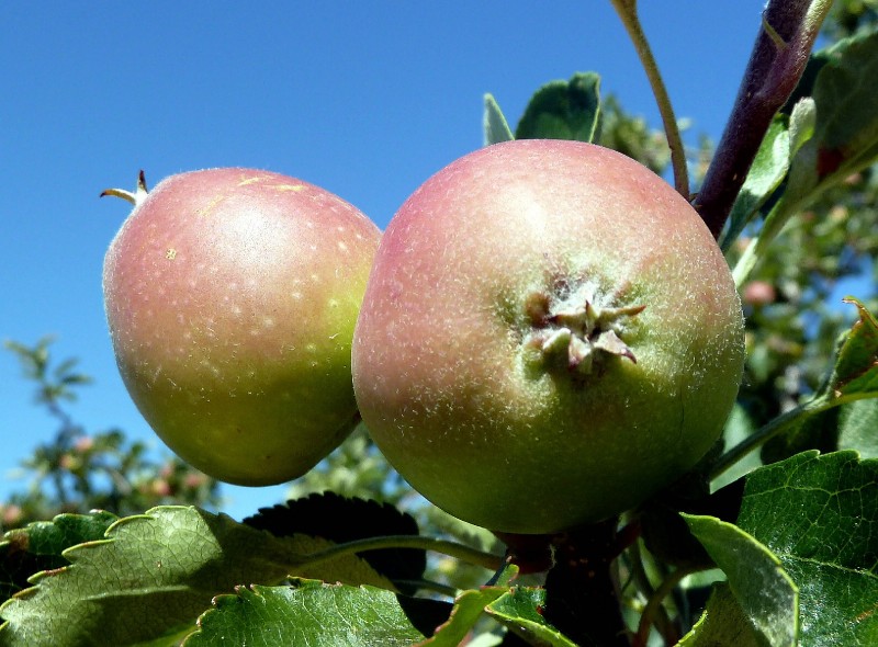 Manzanas