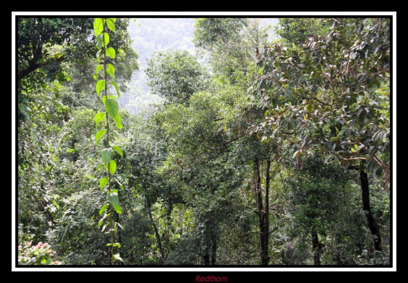 Bosque lluvioso, en primer trmino liana trepadora