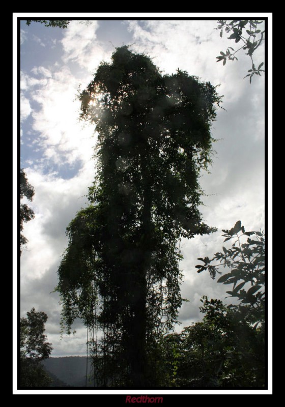 Lianas y ramas ocultan el sol