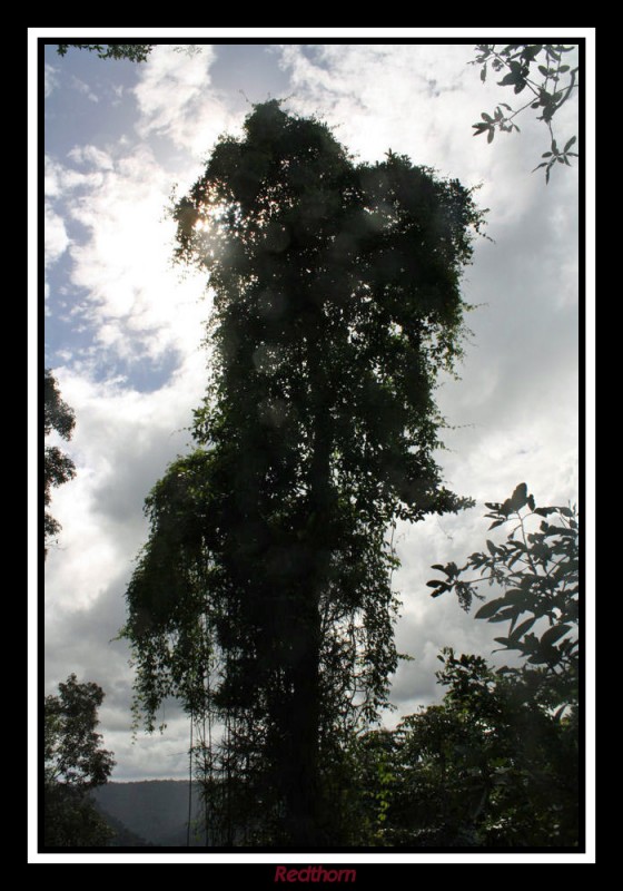 Lianas y ramas ocultan el sol