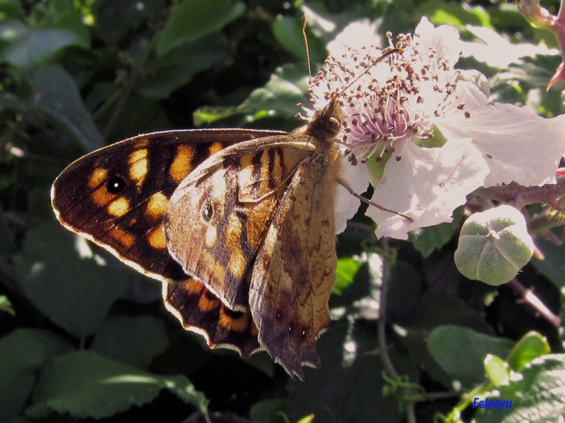 Mariposa remolona