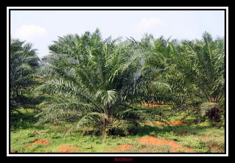 Plantacin joven de palma para aceite