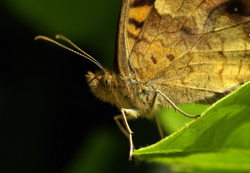 Mariposa detalle