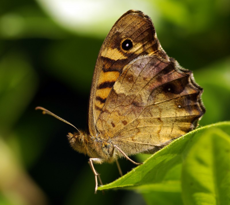 Mariposa