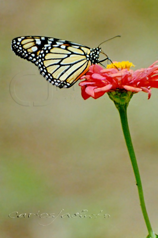  Mariposa  y la Gerbera