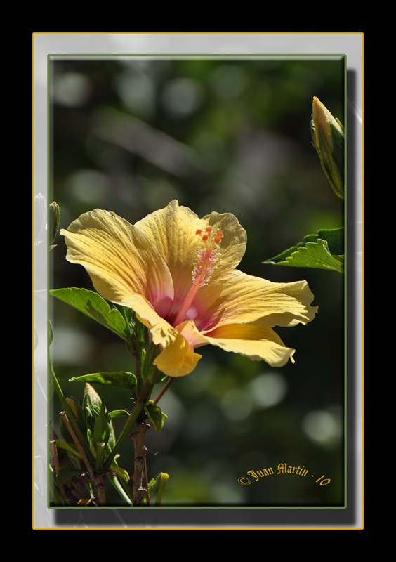 HIBISCO AMARILLO