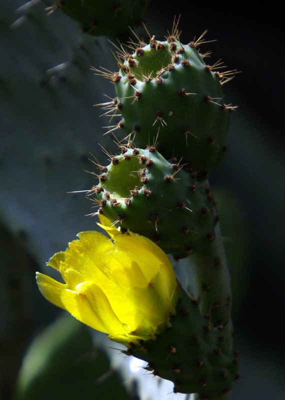 Cumbo en flor