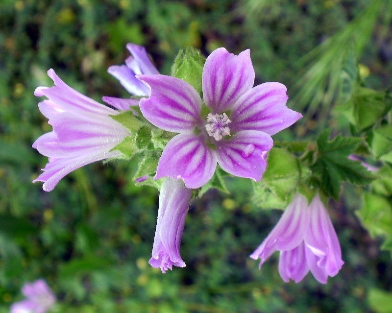 Flor de pradera 23