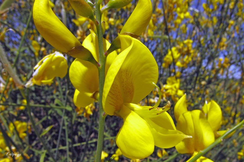 Naturaleza silvestre