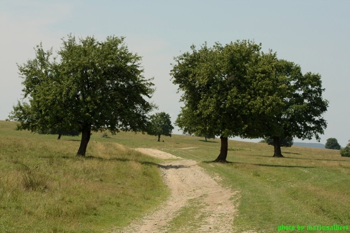 el camino