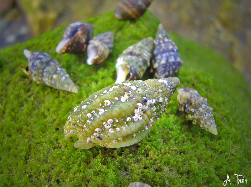 Caracolas