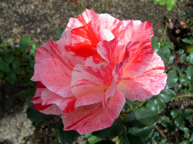 ROSA ENCANTO